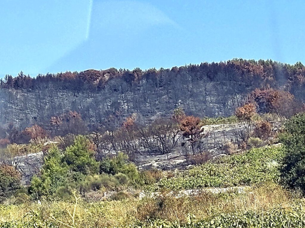 Brandfläche am Hang, Blick aus dem Autofenster