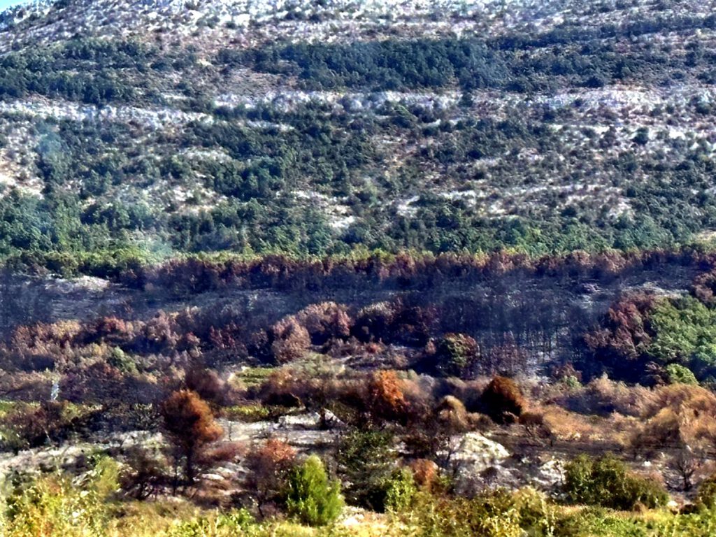 Brandfläche am Hang, Blick aus dem Autofenster