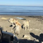 Drei helle Strandhunde spielen im Sand vor dem ruhigen Meer, im Hintergrund ein Boot am Steg
