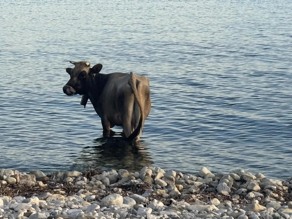 Eine Kuh mit Glocke steht im Meer und schaut über die Schulter zurück zum Kiesstrand