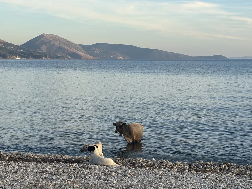 Zwei weiße Hunde liegen am Ufer und beobachten eine Kuh, die im Meer steht