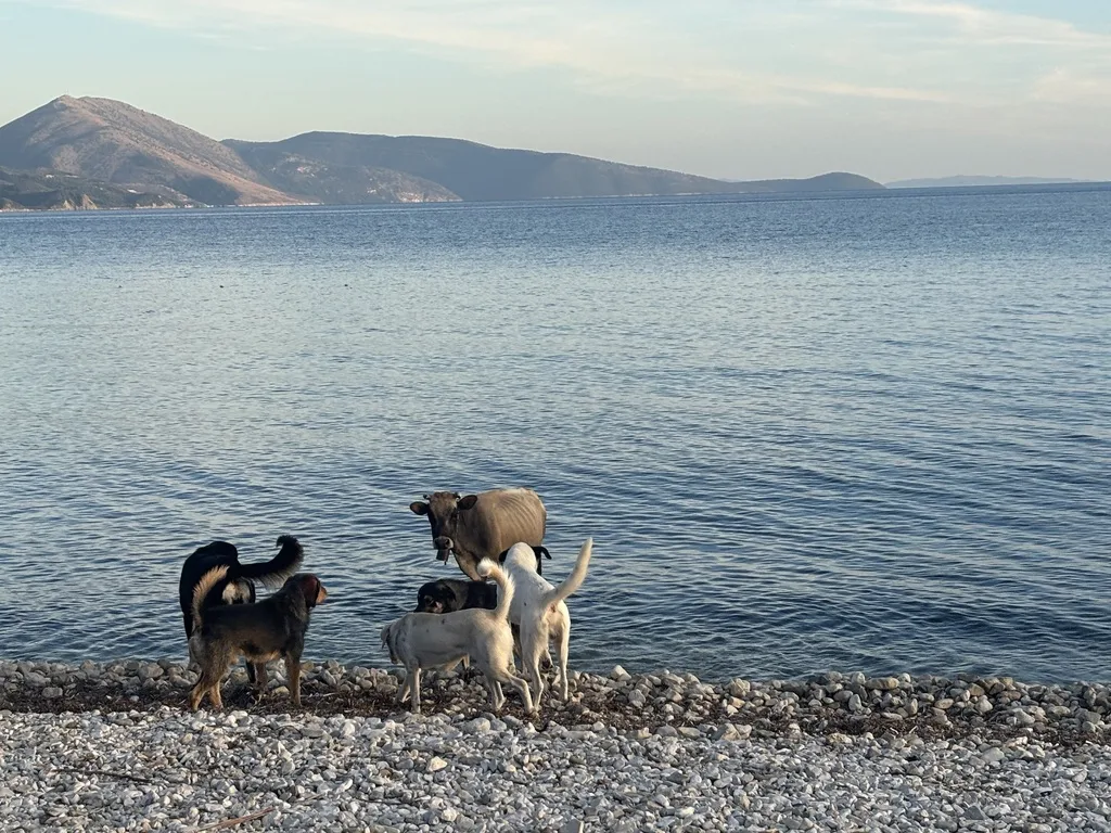 Mehrere Hunde stehen am Kiesstrand rund um eine Kuh im seichten Wasser