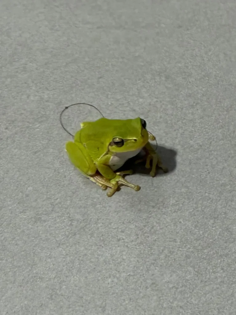 Kleiner grüner Laubfrosch sitzt auf grauem Boden