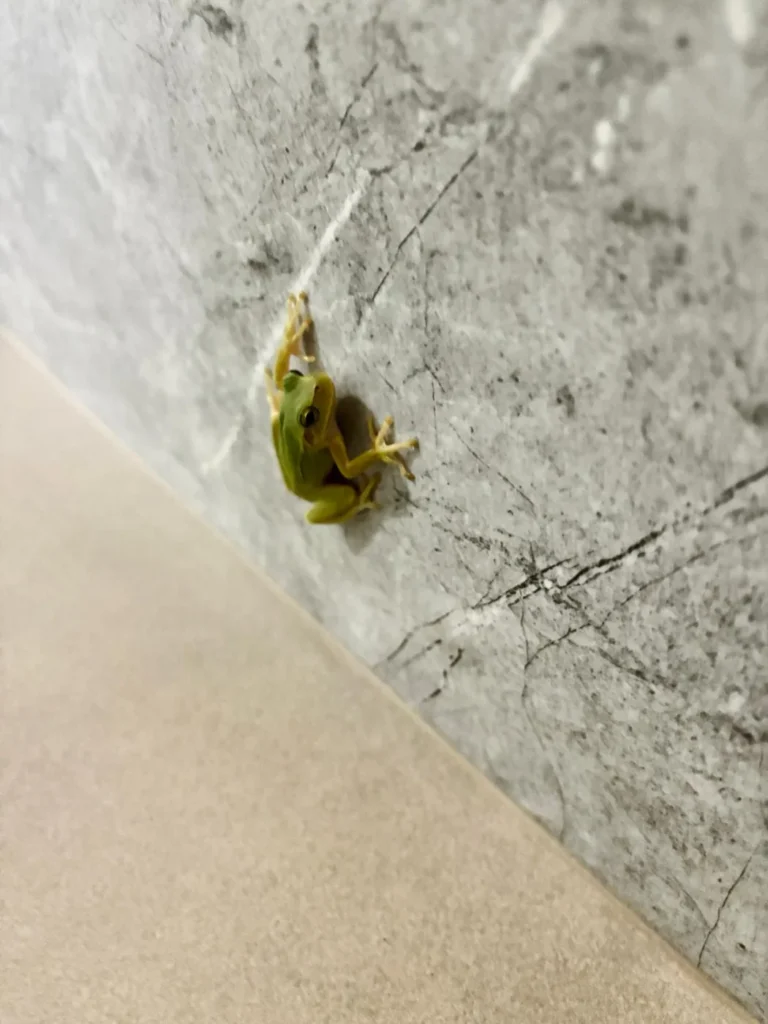 Kleiner grüner Laubfrosch klebt an einer grauen Wand knapp über dem Boden