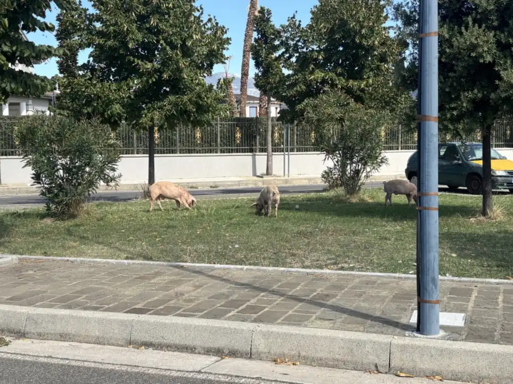 Frei laufende Schweine auf dem Marktplatz in Albanien