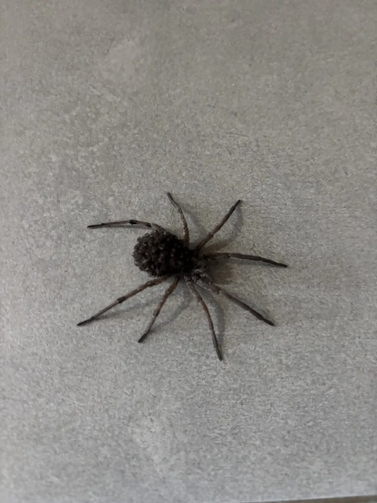 Große dunkle Spinne auf grauem Boden, die ihre Jungen auf dem Rücken trägt
