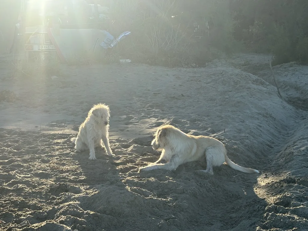 Zwei helle, zottelige Hunde liegen und sitzen im Sand, hinten fällt die Morgensonne durch die Bäume